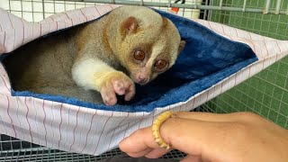 The moment when a poisonous monkey, a slow loris, preys on a hornworm