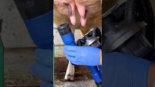 Unbelievable Udder Disinfection Process Before Milking