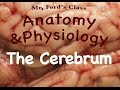 Nervous System : The Cerebrum (10:11)