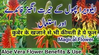 Aloe Vera Flower Benefits \u0026 Use.Aloe Vera Plant. ایلوویرا پھول کے حیرت انگیز فائدے اور استعمال