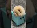 this adorable clumsy furball is impossible to resist pekingese cutepetchronicles...