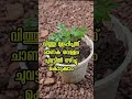 വേനൽ കാലത്ത് വിത്തു ശേഖരിച്ചു kerala garden ideas youtubeshorts trendingshorts shorts viral