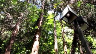 大和郡山 松尾寺のハルゼミ　Terpnosia vacua (spring cicada) at Matsuodera temple