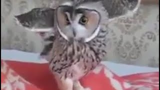 смешная сова  laughable owl