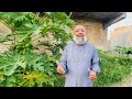 papaya farming how grow papaya in pakistan پپیتے کی کاشت کیسے papaya farming in pakistan