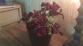 Mini Plant Haul Review: Proven Winners Oxalis (Purple Shamrock)