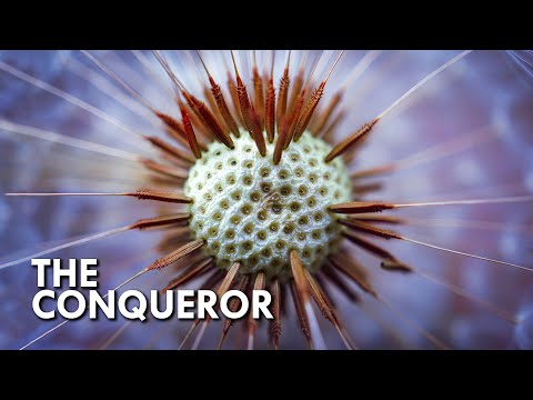 Where did the name Dandelion come from?