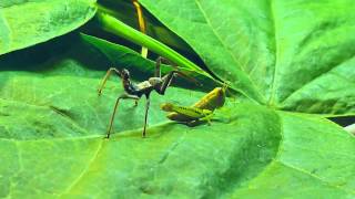 Wheel bug (assassin bug) vs. grasshopper