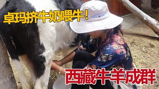 西藏乡村牛羊成群，藏族姑娘卓玛挤牛奶喂牛，大户人家生活很幸福【白玛卓玛】