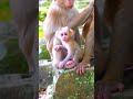 Very Cute Baby Monkey #shorts | Epic  | 100 M Monkey #Shorts #MonkeyShort