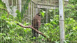 鳳凰谷鳥園 大冠鷲