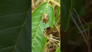 A nice Birch Shield Bug Elasmostethus interstinctus on an Ash leaf #shieldbug