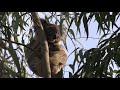 あべのハルカスと天王寺動物園のコアラ　アーク　koala　in osaka