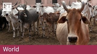 Sacred cows a growing nuisance in India