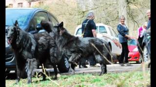 Rando Groenendael : Ninglinspoo