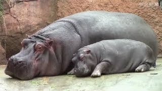 カバの出目太、母乳ゴクゴク　神戸・王子動物園