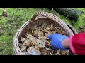 เห็ดดำเยอะเต็มป่า ยิ่งเก็บยิ่งเยอะ funnel chanterelles.27 11 21.