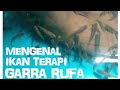 MENGENAL IKAN TERAPI GARRA RUFA