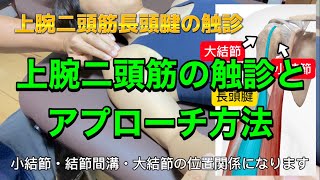 上腕二頭筋の触診とアプローチ方法