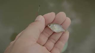 田んぼの中の小さな水路でタナゴ釣り17