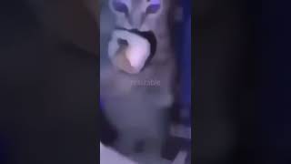 El Gato Levitate Funny Fyp