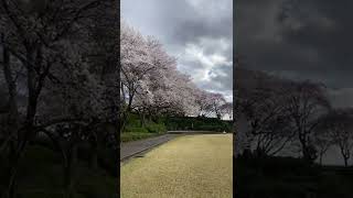 【桜】上三川城址公園はこんなところ