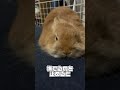 撫でられると溶けますが、撫でるのを止めると怒るうさぎ ウサギ rabbit animals cute