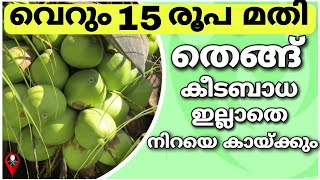 ഈ ഒരു കേക്ക് മതി കീടബാധ ഇല്ലാതെ തെങ്ങ് കായ്ക്കാൻ | Coconut tree Fertilizer plantation growth krishi