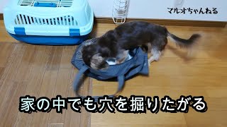 テレビでは教えてくれない「犬が穴を掘る理由」