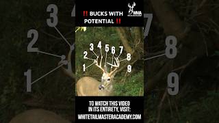 Identifying young bucks with potential! #hunting #hunters #whitetaildeer #169 #outdoors