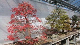 Phong cách bonsai trong khu vườn Bonsai lớn nhất Châu Âu