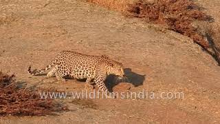 Leopard slinks into position on huge Aravalli rocks, to make the big attack leap