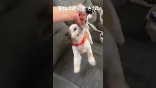 #シーズー #チワワ #ミックス犬