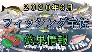 ２０２０年６月高知の釣果情報