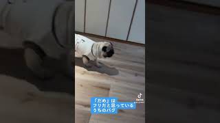 【パグ】pug ダメ！はフリだと思っているうちの子ちゃびん✨