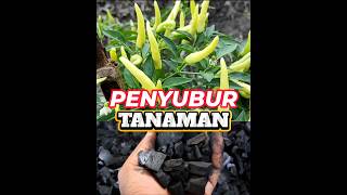 Pupuk penyubur tanaman harga ekonomis