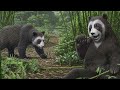 the cutest prehistoric panda ancestor you didn’t know about agriarctos