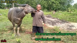 🐃บ่าวโจ🐃 // ⭐เปิดราคาควายสายเลือดเพชรอุดรของพ่อแก่นหน้าคอก⭐