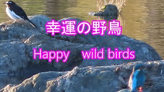 セグロセキレイを撮影していたら幸せの青い鳥・カワセミが映っていた　lucky　wild birds　Japanese Wagtail　\u0026　River Kingfisher