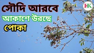 সৌদি আরবে আকাশে উরছে পোকা || Saudi arab || AZIMUR ROSHID