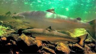 Saving Salmon, Saving Us