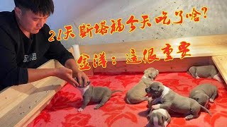 六只斯塔福幼犬吃驅蟲藥，吃完就跑金洋傻傻分不清楚，太好玩了