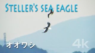 野鳥撮影・ 涸沼のオオワシ　Steller's sea eagle