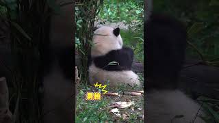 탄할부지: 화화. 이리 와! #화화 : 냠냠냠~ #판다 #panda #허화