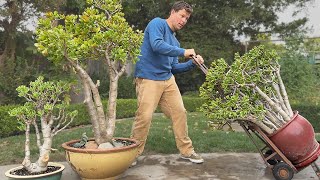 How to Grow a Jade Plant Into a TREE