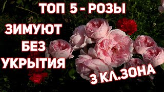 Розы-лидеры зимовки без укрытия: пять зимостойких сортов для 3 климат.зоны. Не канадки.