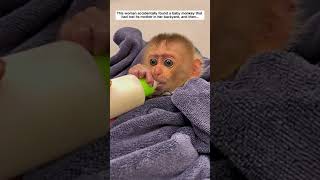 Woman adopted a baby monkey that had lost its mother in her backyard  #monkey #babymonkey #shorts