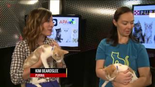 Uber invites citizens to snuggle and adopt a kitten on morning commute