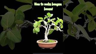 How to grow ariel roots in banyan bonsai tree 🌳 #banyan #bonsai #cocopeat #houseplantlover #plants