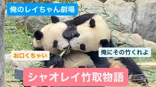 シャオくんとレイちゃんの竹取合戦　どちらが勝つのか❓2023.05.19　Cute panda twins